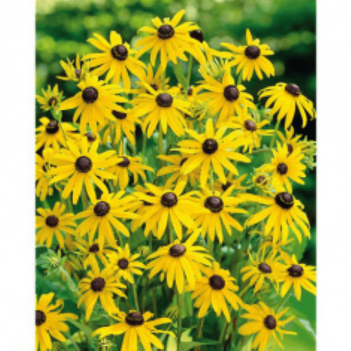 Des images de diff�rentes plantes